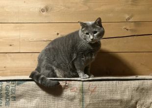 捜索中]静岡県駿東郡長泉町のカノ吉ちゃん - 迷い猫掲示板