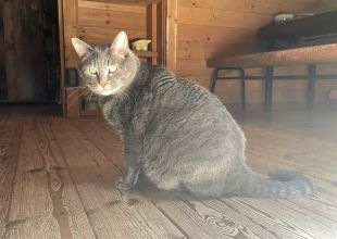 捜索中]静岡県駿東郡長泉町のカノ吉ちゃん - 迷い猫掲示板
