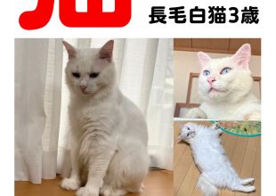 発見]愛知県のめえたちゃん - 迷い猫掲示板