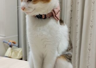 発見]岡山県のきなこちゃん - 迷い猫掲示板