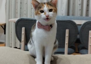 発見]岡山県のきなこちゃん - 迷い猫掲示板