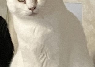 発見]埼玉県の天元(てんげん)ちゃん - 迷い猫掲示板