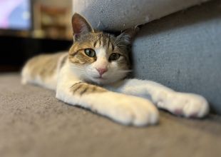 発見]熊本県のらんまる(らんちゃんと呼んでます)ちゃん - 迷い猫掲示板
