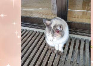猫ちゃん 終了]茨城県石岡市の小梅ちゃんちゃん - 迷い猫掲示板