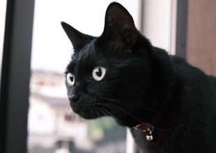 黒猫　3点 黒猫3兄妹 on X: 