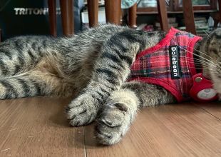 発見]千葉県のトゥットゥちゃん - 迷い猫掲示板