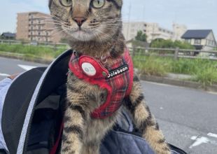 ねこ 発見]千葉県のトゥットゥちゃん - 迷い猫掲示板