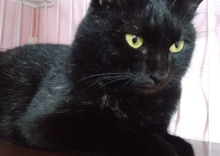 cat_38928_3.jpg