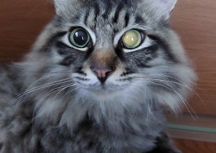 捜索中]茨城県古河市のGen（ゲン）ちゃん - 迷い猫掲示板