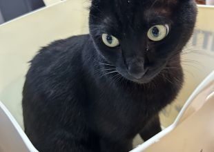 【ねこ】 捜索中]岡山県倉敷市のさつきちゃん - 迷い猫掲示板
