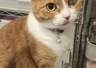 発見]山口県のきなこちゃん - 迷い猫掲示板