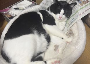 捜索中]愛知県稲沢市のソラちゃん - 迷い猫掲示板