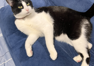 捜索中]愛知県稲沢市のソラちゃん - 迷い猫掲示板