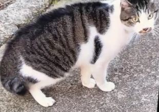 発見]石川県のスイカちゃん - 迷い猫掲示板