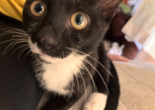 捜索中]群馬県高崎市のねこすけちゃん - 迷い猫掲示板
