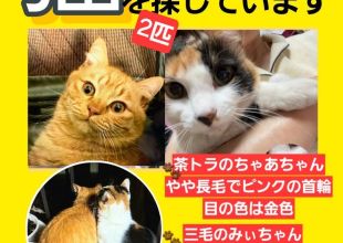 捜索中]神奈川県相模原市南区のちゃあ、みぃちゃん - 迷い猫掲示板