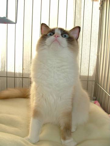 芝刈り機 ワッキー風 かわいい猫写真 猫画像の投稿サイト ネコジルシ