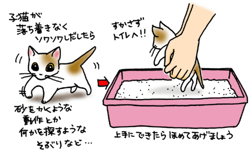 子猫にトイレをしつけましょう