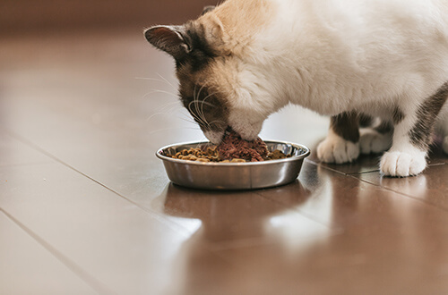 猫に野菜は必要なの ネコの飼い方 育て方講座 猫との新生活を応援 ネコジルシ