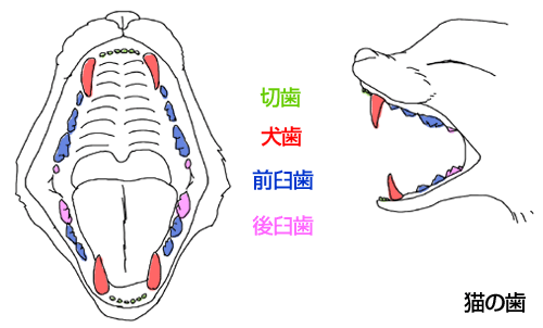 ねこの歯