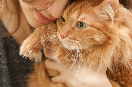 自由気ままな猫に合わせた撮影を