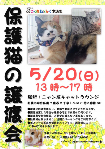 保護猫の譲渡会