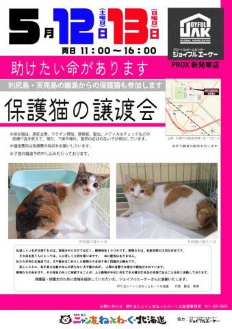 保護猫の譲渡会