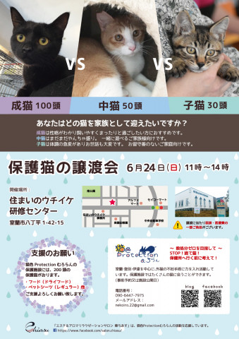 保護猫の譲渡会