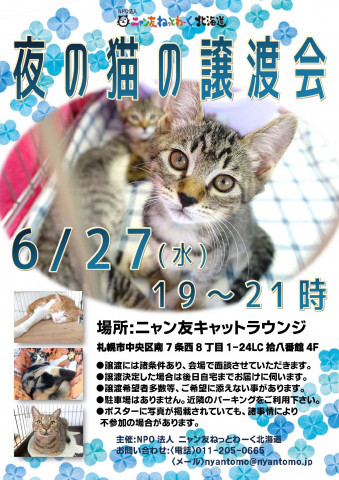 夜の猫の譲渡会