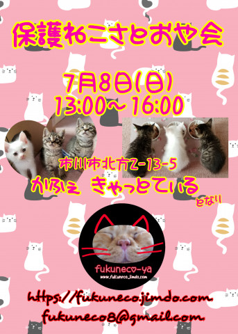 ふくねこや。。neko部　第31回保護猫さとおや会