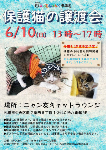 保護猫の譲渡会