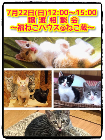 譲渡相談会〜福ねこハウス@ねこ蔵〜