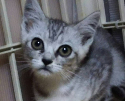 名古屋市西区円頓寺　７月１５日（日）第８１回リトルパウエイド猫の譲渡会