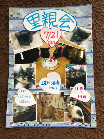 横浜 保護子猫 里親会 