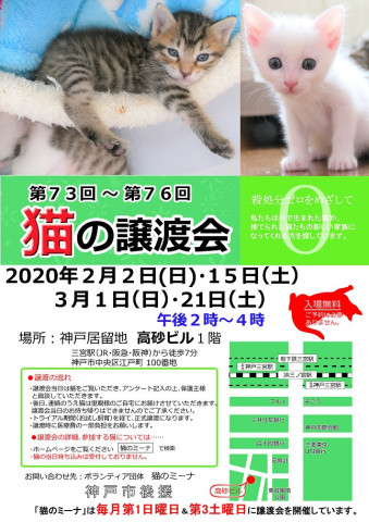 猫の譲渡会in神戸三宮 - 猫の譲渡会掲示板 - ネコジルシ