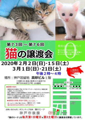 猫の譲渡会in神戸三宮