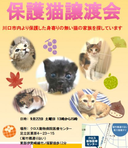 保護猫譲渡会