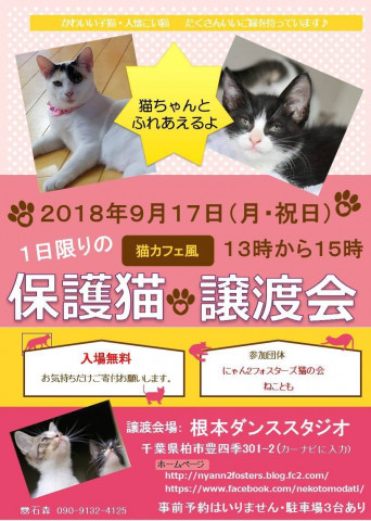 1日限りの猫カフェ風！　保護猫と触れ合える譲渡会