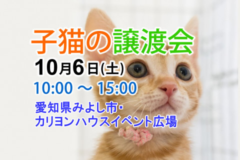 10月6日（土）「子猫の譲渡会」愛知県みよし市