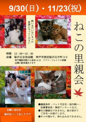 11 23 日 西区桜ヶ丘で猫の譲渡会 猫の譲渡会掲示板 ネコジルシ