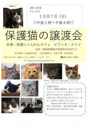 保護猫の譲渡会