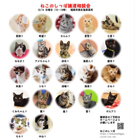 ねこのしっぽ譲渡会