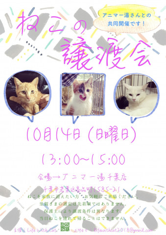 ねこの譲渡会