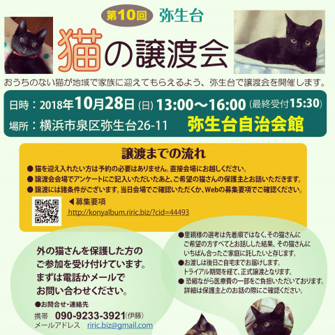 横浜市泉区でねこの譲渡会第10回 10月28日（日）