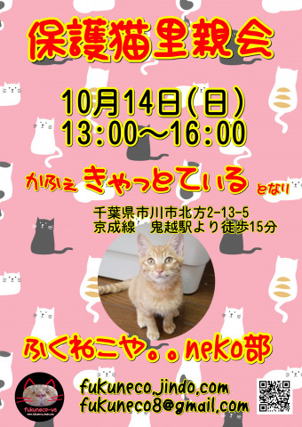 ふくねこや。。neko部 第36回 保護猫里親会