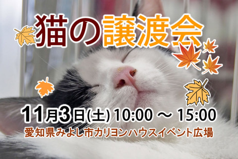 11月3日（土）「猫の譲渡会」愛知県みよし市