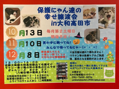  保護にゃん達の幸せ譲渡会in大和高田市