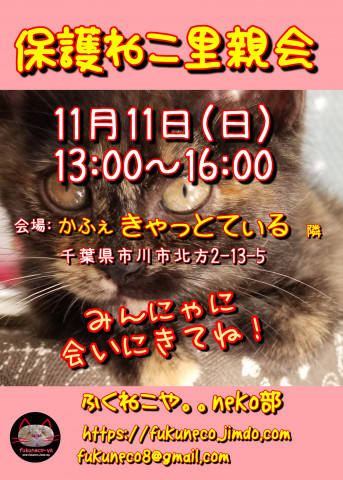 ふくねこや。。neko部 第38回 保護ねこ里親会