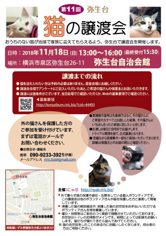 横浜市泉区でねこの譲渡会第11回 11月18日（日）