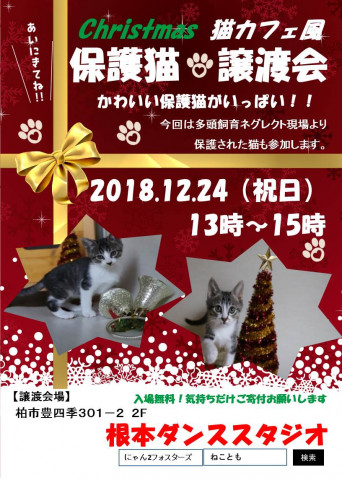 クリスマス　猫カフェ風保護猫譲渡会